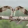 Osprey (Pandion haliaetus) adult male with fish, perched with wings raised